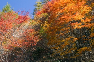 _mg_4115.jpg